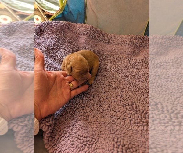 Medium Photo #17  Breeder Profile in DOLORES, CO, USA