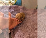 Small #16 Breeder Profile image
