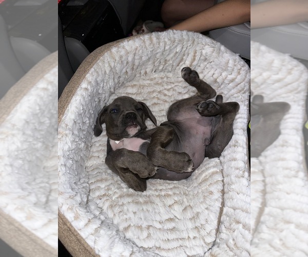 Medium Photo #3  Breeder Profile in VICTORIA, TX, USA