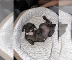 Small #2 Breeder Profile image