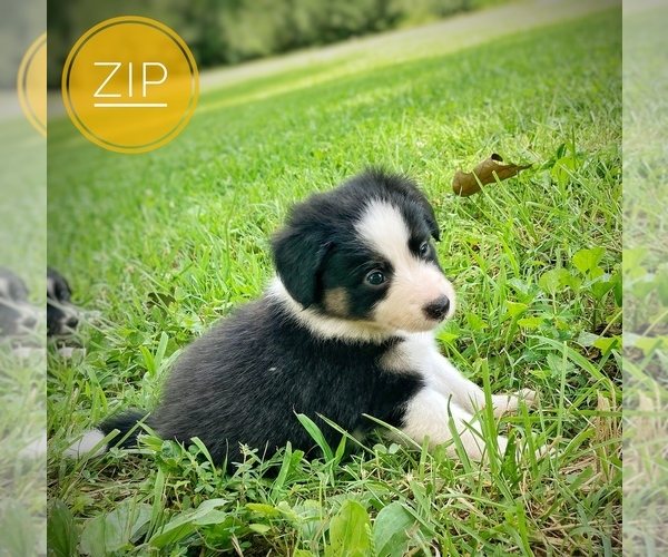 Medium Photo #6  Breeder Profile in CULPEPER, VA, USA