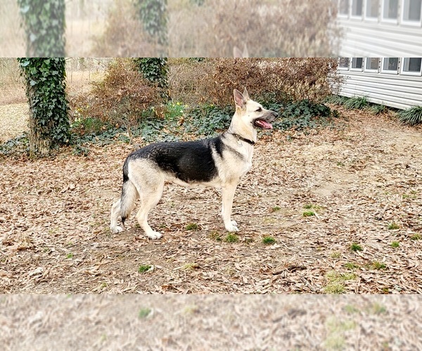 Medium Photo #7  Breeder Profile in HUMBOLDT, TN, USA