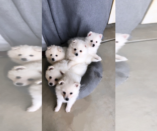 Medium Photo #1  Breeder Profile in SACRAMENTO, CA, USA