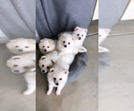 Small breeder photo