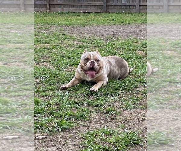 Medium Photo #1  Breeder Profile in MISSOURI CITY, TX, USA