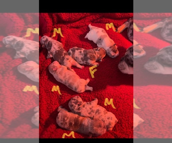 Medium Photo #1  Breeder Profile in WEST VALLEY, UT, USA