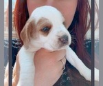 Small breeder photo