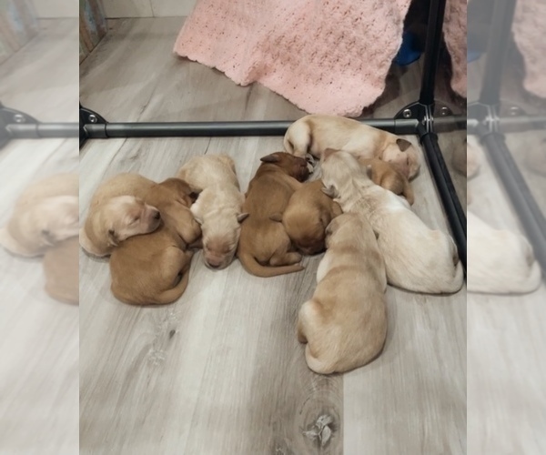 Medium Photo #1  Breeder Profile in WIMBERLEY, TX, USA