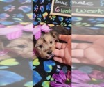Small #212 Breeder Profile image
