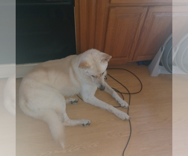 Medium Photo #15  Breeder Profile in EDMORE, MI, USA