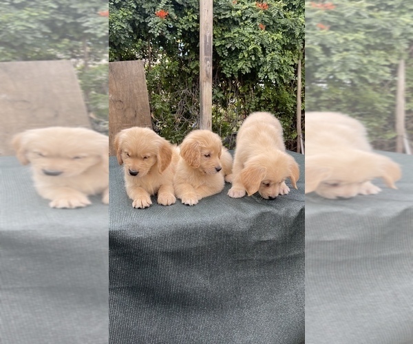 Medium Photo #11  Breeder Profile in SAN BERNARDINO, CA, USA