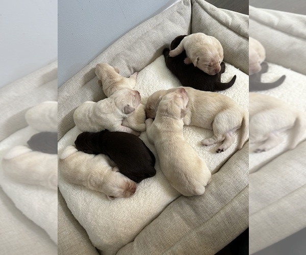Medium Photo #1  Breeder Profile in VERO BEACH, FL, USA