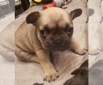 Small #29 Breeder Profile image