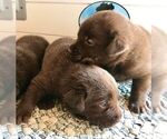 Small #10 Breeder Profile image
