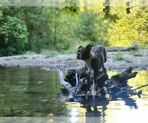 Buggs Dog Breeder near INDIANAPOLIS, IN, USA