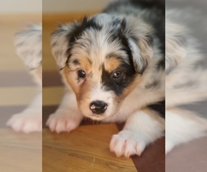 Australian Shepherd Dog Breeder near GREER, SC, USA