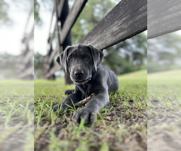 Medium Photo #9  Breeder Profile in MORGAN, TX, USA