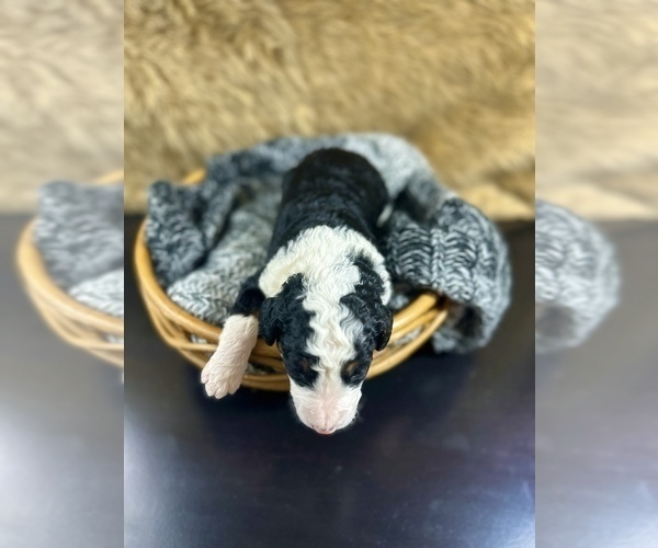 Medium Photo #4  Breeder Profile in HERNANDO, FL, USA