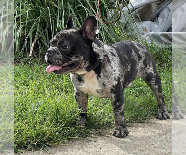 Medium Photo #1  Breeder Profile in AUSTELL, GA, USA