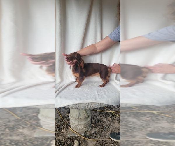 Medium Photo #8  Breeder Profile in CHICKAMAUGA, GA, USA