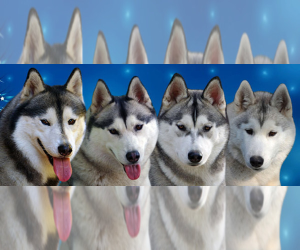 Medium Photo #1  Breeder Profile in Budapest, Budapest, Hungary
