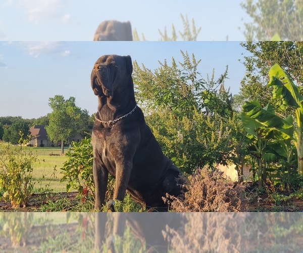 Medium Photo #8  Breeder Profile in WEATHERFORD, TX, USA