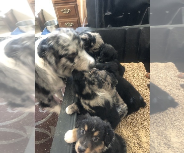 Medium Photo #98  Breeder Profile in SUNNYVALE, CA, USA