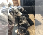 Small #97 Breeder Profile image