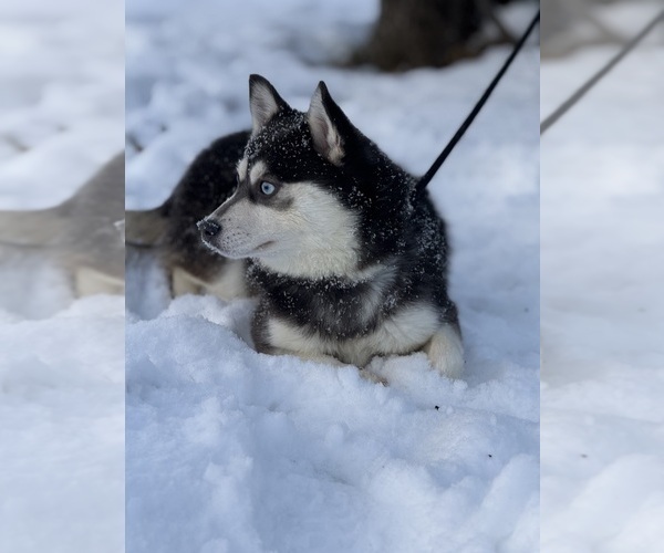 Medium Photo #47  Breeder Profile in STAPLES, MN, USA