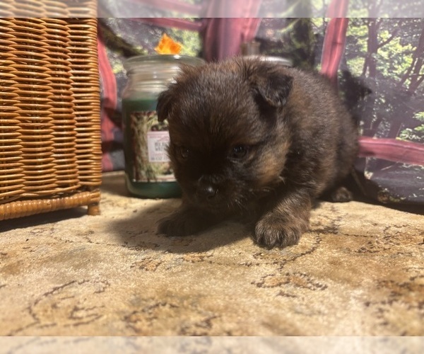 Medium Photo #10  Breeder Profile in CAULFIELD, MO, USA