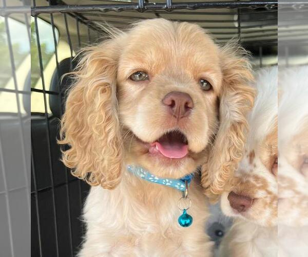 Medium Photo #68  Breeder Profile in Aylmer, Ontario, Canada