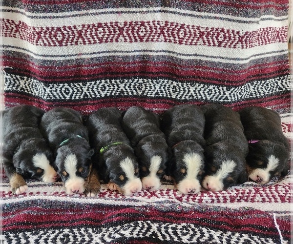 Medium Photo #1  Breeder Profile in ELKTON, VA, USA