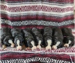 Small breeder photo