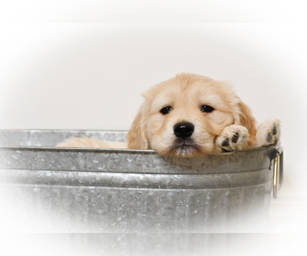 Medium Photo #12  Breeder Profile in ALPENA, MI, USA