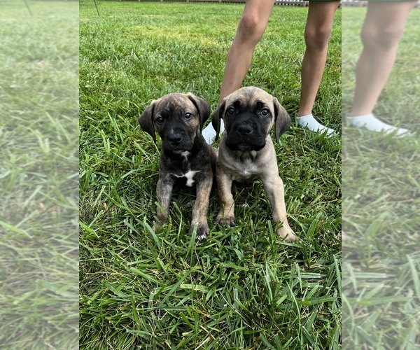 Medium Photo #1  Breeder Profile in ORANGE, VA, USA