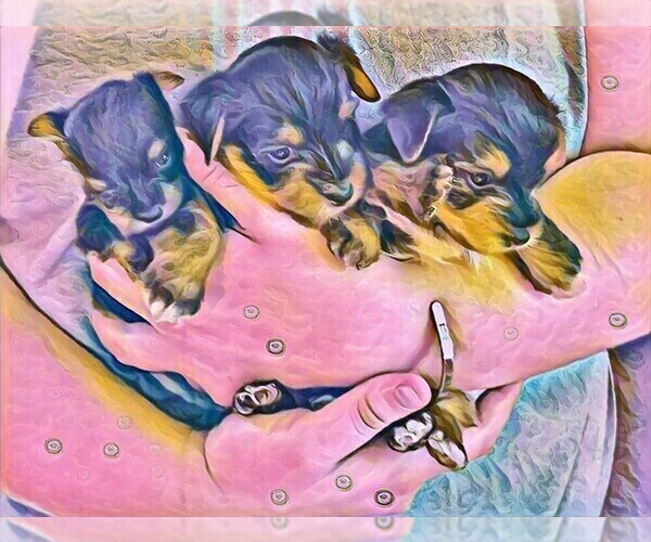 Medium Photo #1  Breeder Profile in FRENCH LICK, IN, USA