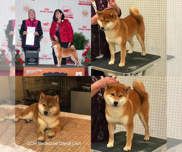 Medium Photo #11  Breeder Profile in THOMASTON, GA, USA