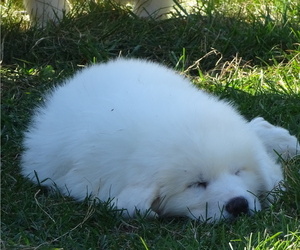 Great Pyrenees Dog Breeder in JAY,  USA