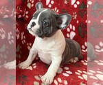 Small breeder photo