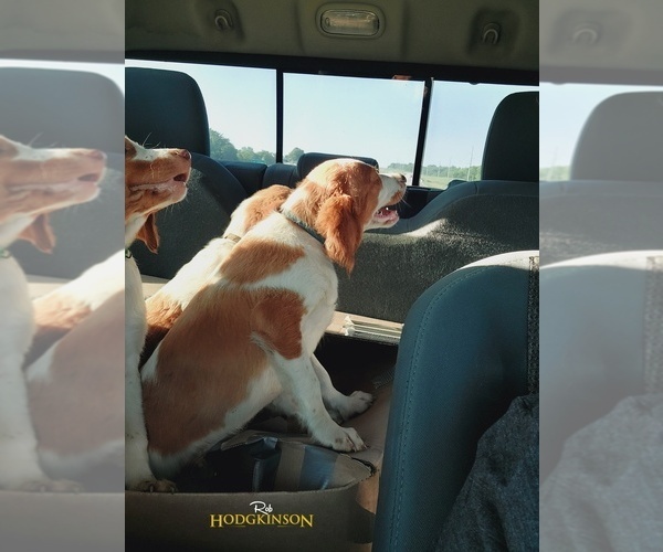 Medium Photo #4  Breeder Profile in FORT SCOTT, KS, USA