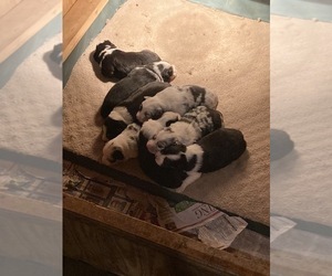 Main photo of Miniature Australian Shepherd Dog Breeder near HUNTINGTON, IN, USA