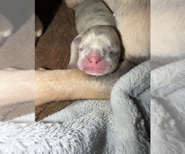Medium Photo #13  Breeder Profile in GAHANNA, OH, USA