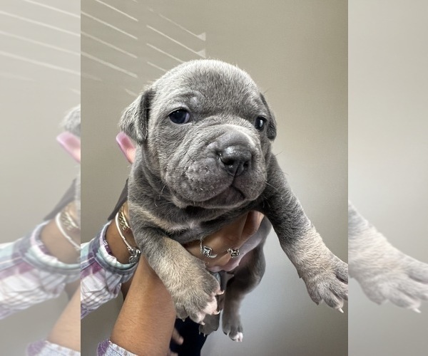 Medium Photo #1  Breeder Profile in ROME, GA, USA