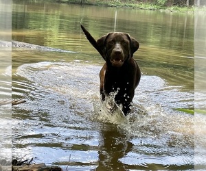 Labrador Retriever Dog Breeder near OPELIKA, AL, USA