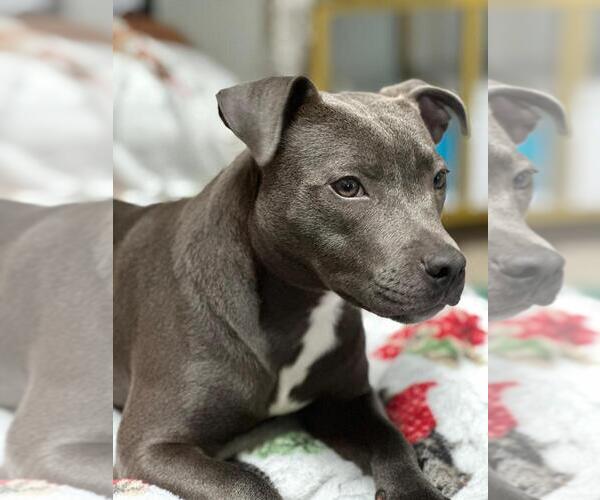 Medium Photo #9  Breeder Profile in HOUSTON, TX, USA