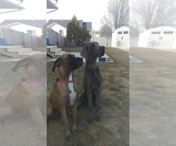 Medium Photo #1  Breeder Profile in EAGLE MOUNTAIN, UT, USA