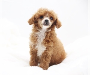 Poodle (Toy) Dog Breeder near DYERSBURG, TN, USA