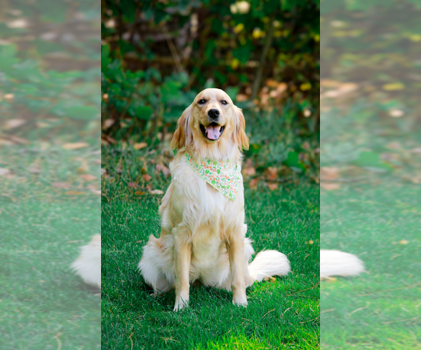 Medium Photo #1  Breeder Profile in HOLLAND, MI, USA