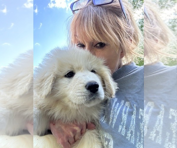 Medium Photo #5  Breeder Profile in LEBANON, TN, USA