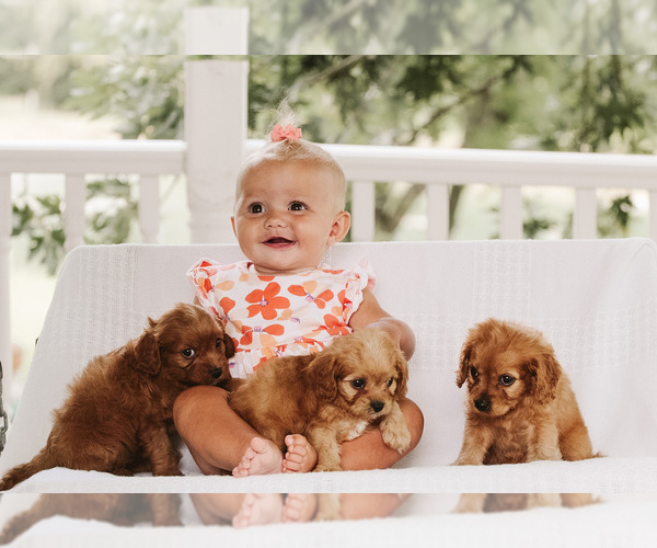 Medium Photo #3  Breeder Profile in ELKTON, KY, USA